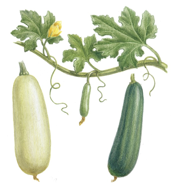 Картина кабачок