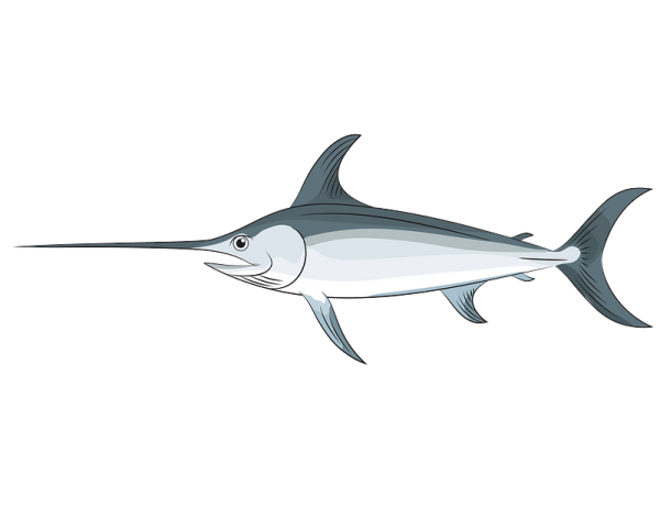 Морская рыба меч