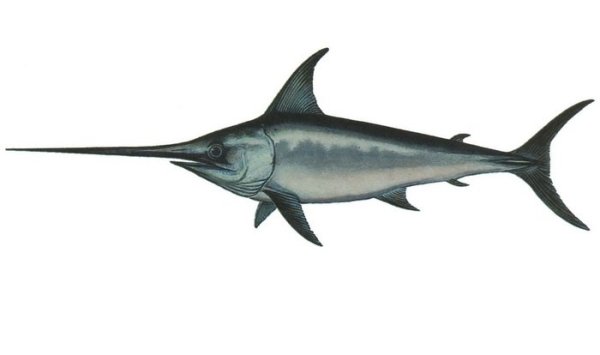 Рыба меч на белом фоне