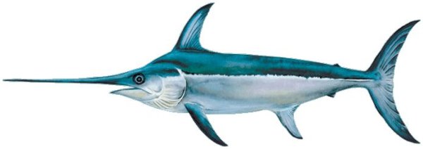 Рыба меч на прозрачном фоне