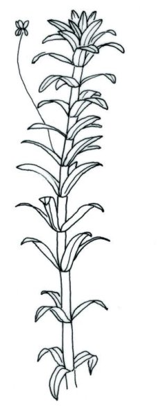 Элодея канадская ботаника