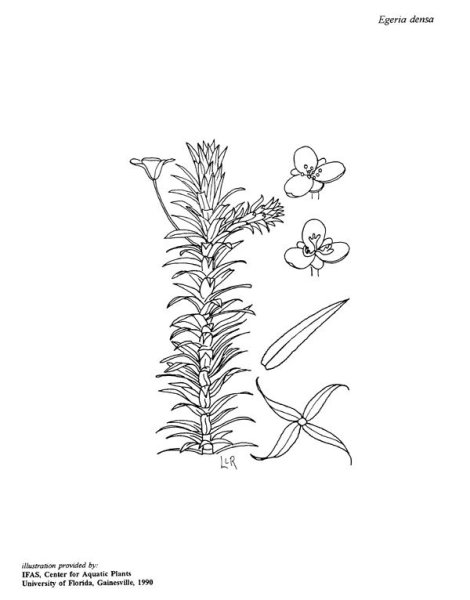 Элодея канадская ботаника