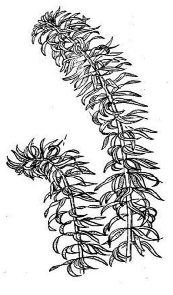 Элодея канадская ботаника