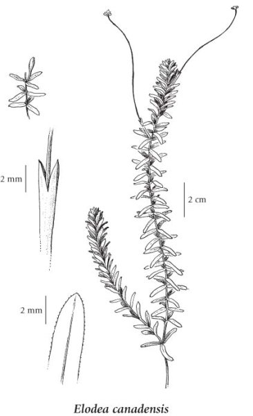 Элодея роголистник Лужанка катушка