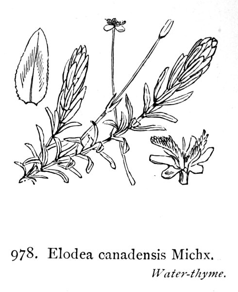 Элодея канадская рисунок