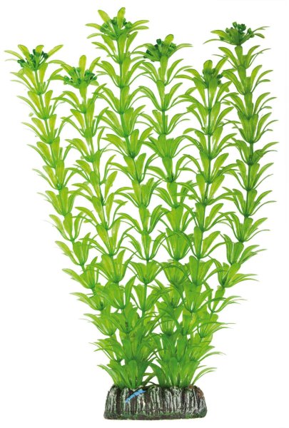 Гидрофит Элодея