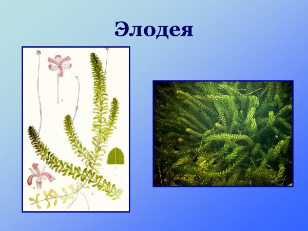 Элодея канадская цветет
