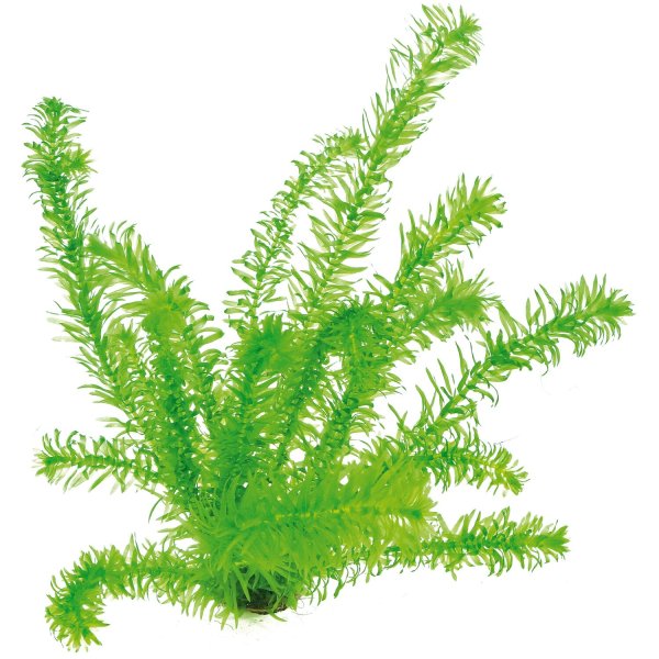 Роголистник чб