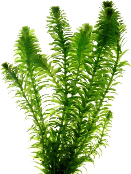 Эгерия наяс (Egeria Najas)