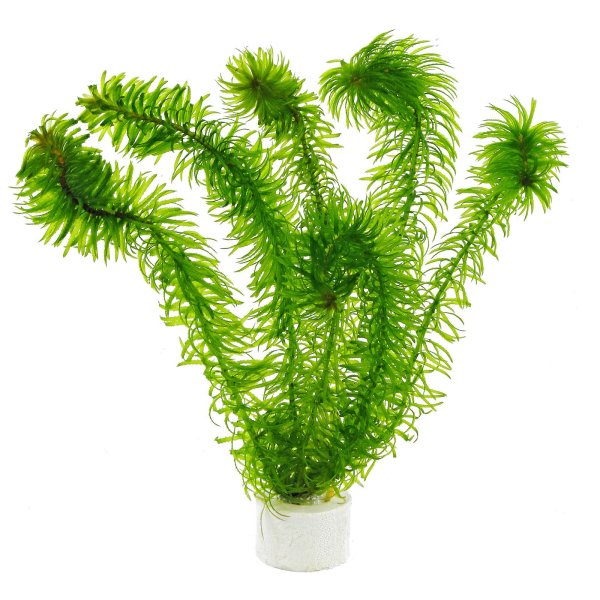 Растение Элодея карандашом