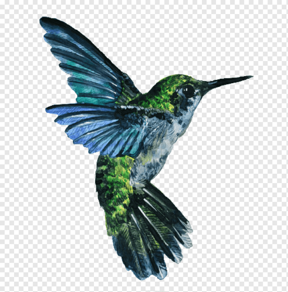 Колибри птица рисунок