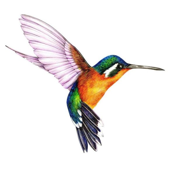 Яркая птица на белом фоне