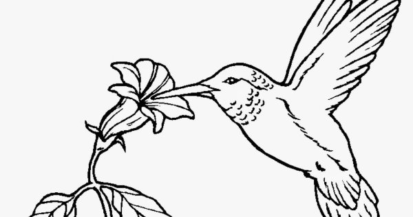 Колибри раскраска