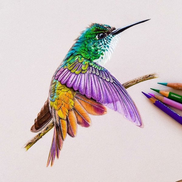 Птицы цветными карандашами