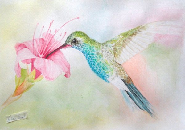 Райские птицы акварель