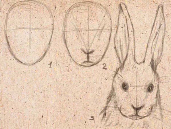 Рисование мордочки зайца