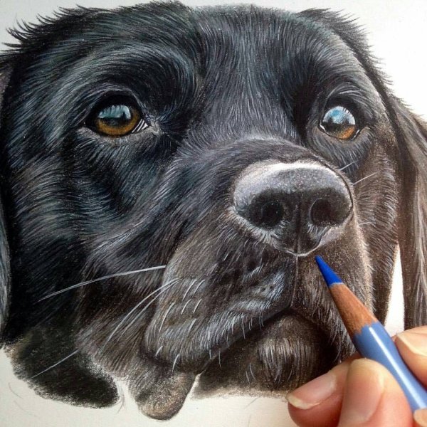 Щенок цветными карандашами