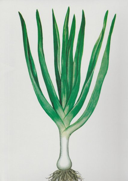 Зеленый лук для детей