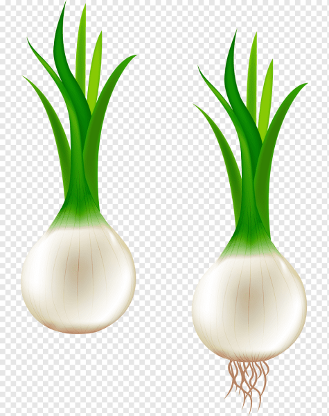 Лук зеленый