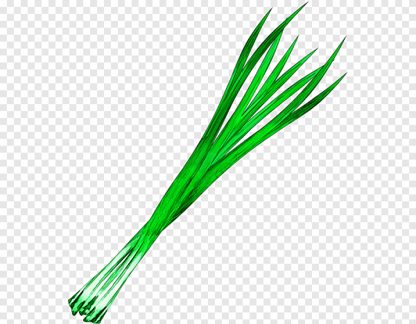 Лук батун акварель