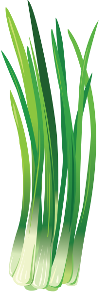 Зеленый лук на прозрачном фоне