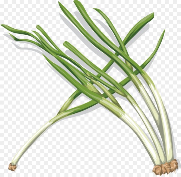 Лук батун вектор