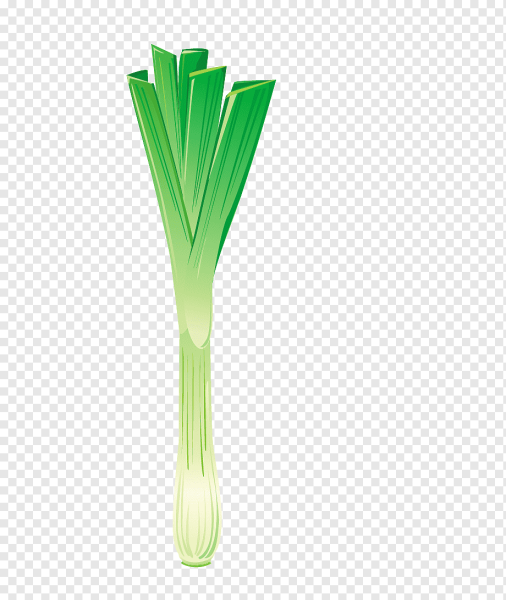 Лук шалот стебель