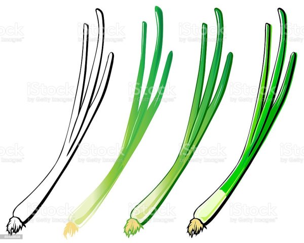 Зеленый лук рисунок
