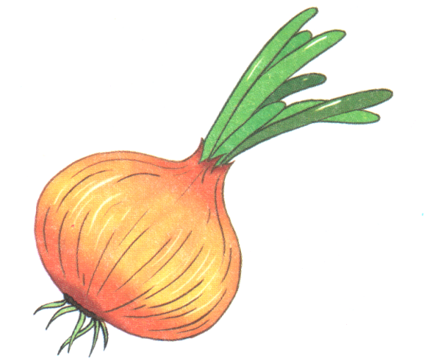 Лук картинка для детей