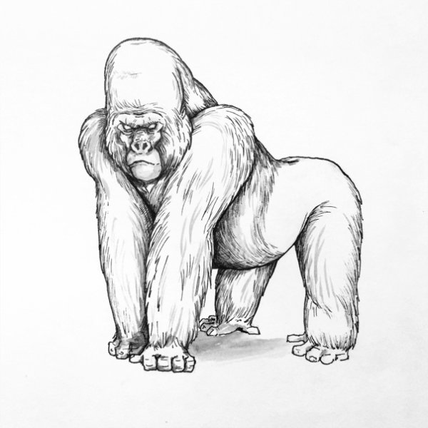 Лицо гориллы