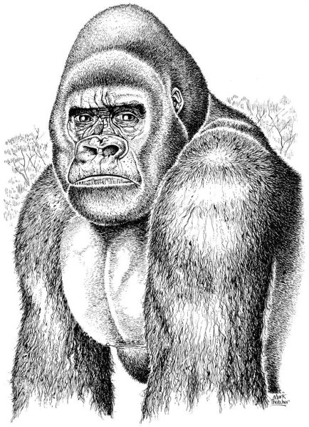 Горилла мульт