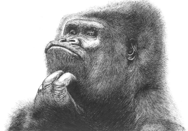 Данила горилла в хорошем качестве