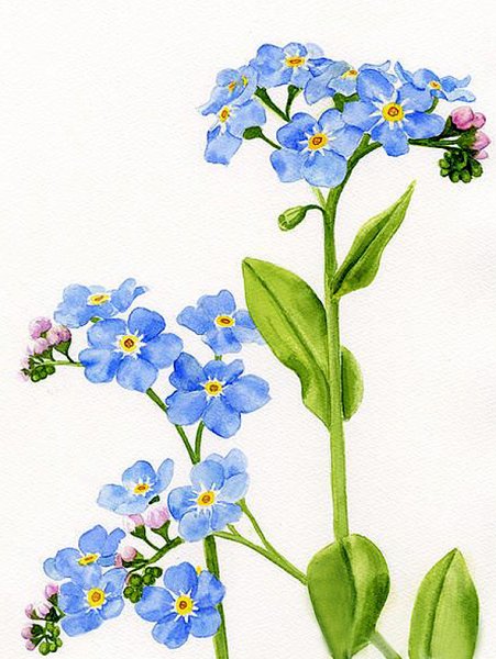 Незабудки акварелью