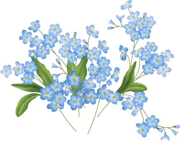 Незабудка цветок на белом фоне