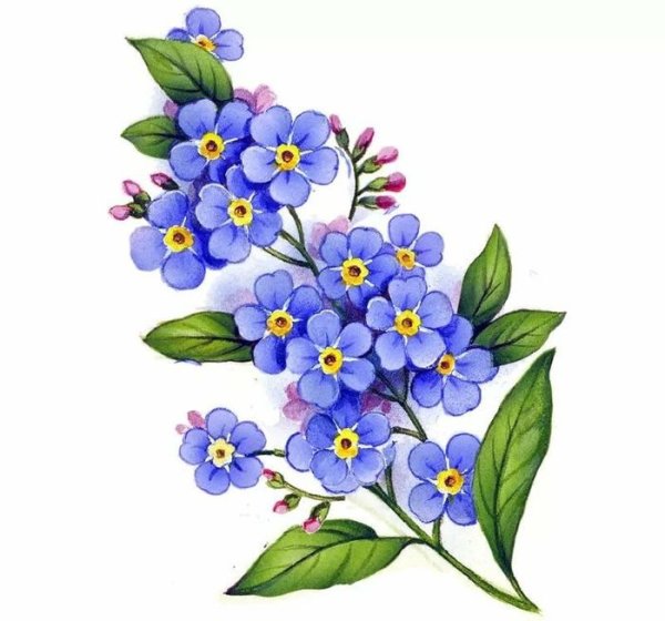 Незабудка для детей