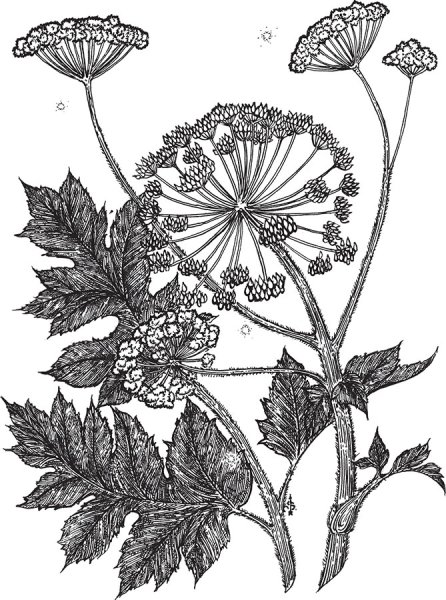 Борщевик Сосновского