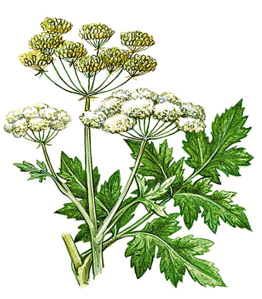 Борщевик Сосновского