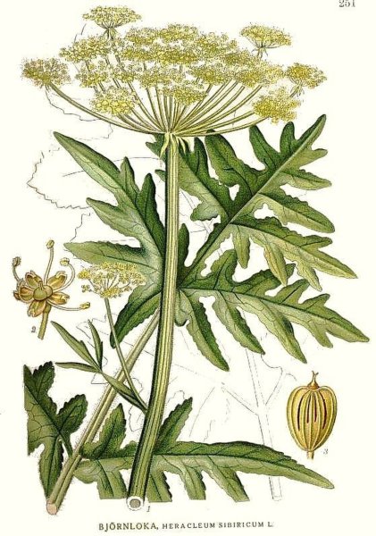 Борщевик рассеченный Heracleum dissectum