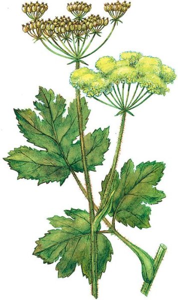 Борщевика Сосновского (Heracleum sosnowskyi)