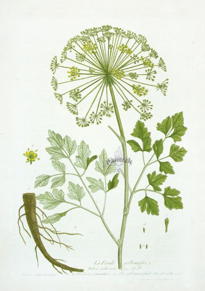 Борщевик Сосновского Ботаническая иллюстрация