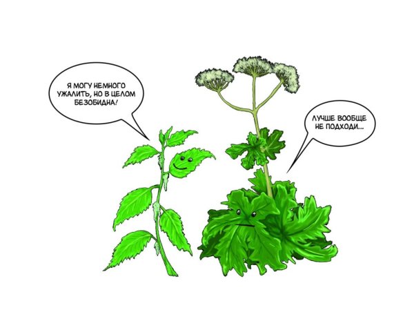 Борщевик и крапива