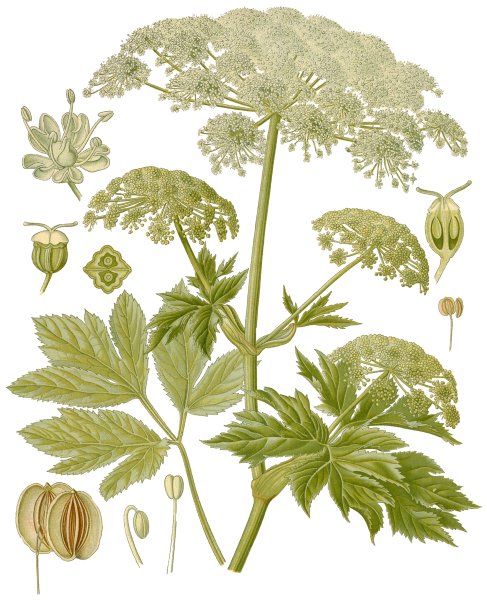Peucedanum morisonii