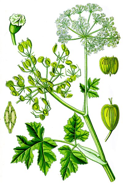 Борщевик и укроп