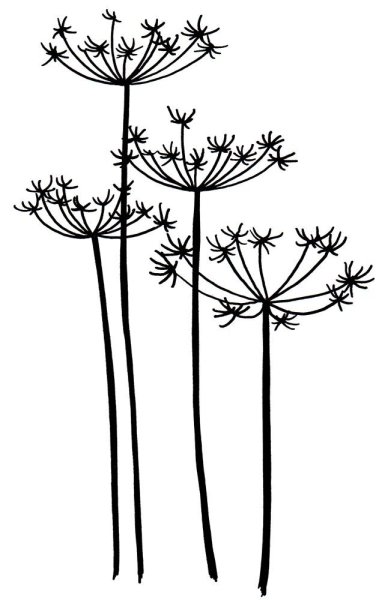 Борщевик раскраска