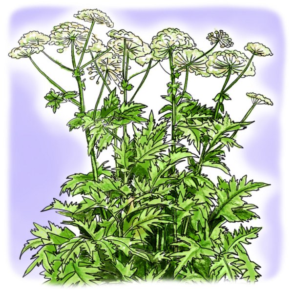 Борщевик Сосновского