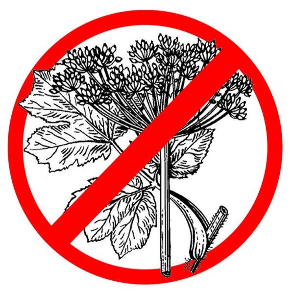 Борщевик рисунок