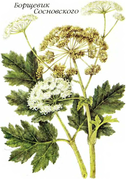 Ядовитый борщевик Сосновского