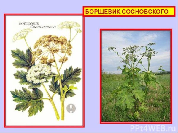 Строение борщевика