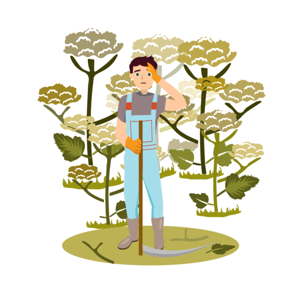 Борщевик Сосновского вектор