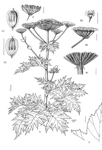 Строение борщевика